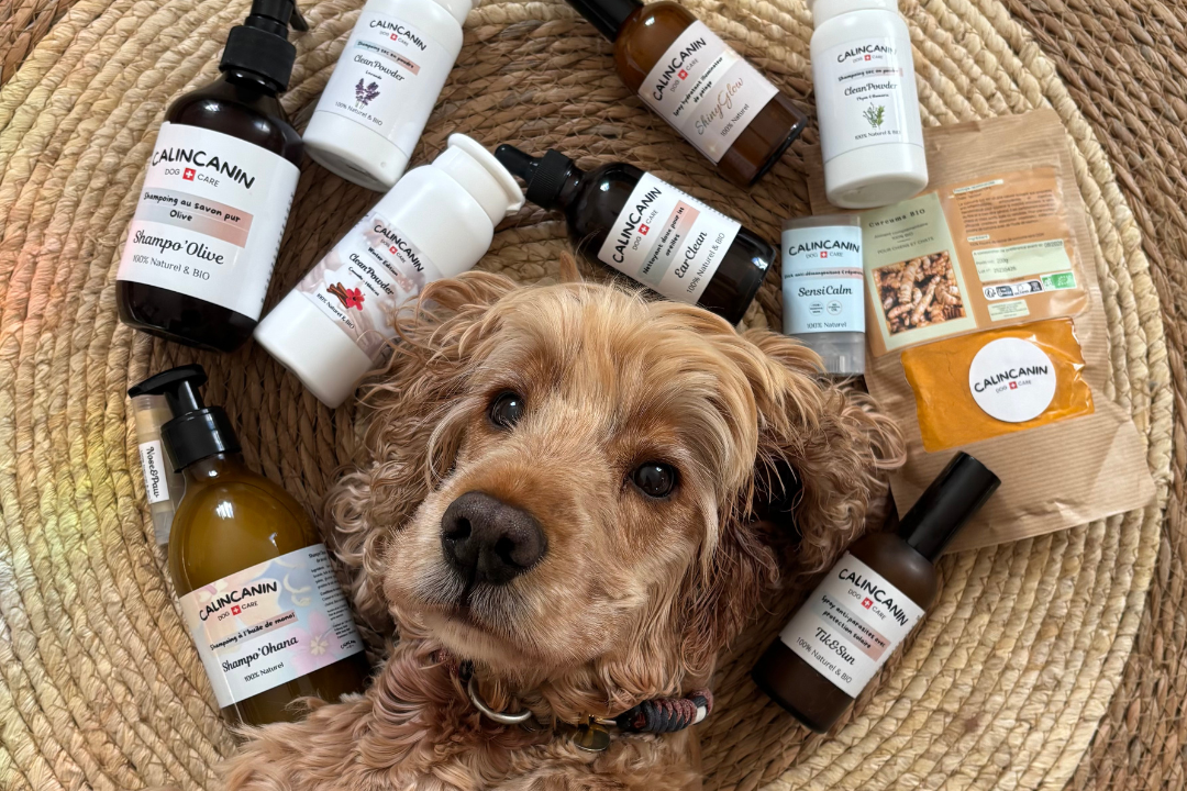 chien cocker allongé sur le dos sur un tapis naturel et vu du dessus avec les produits calincanin disposés autour de sa tête