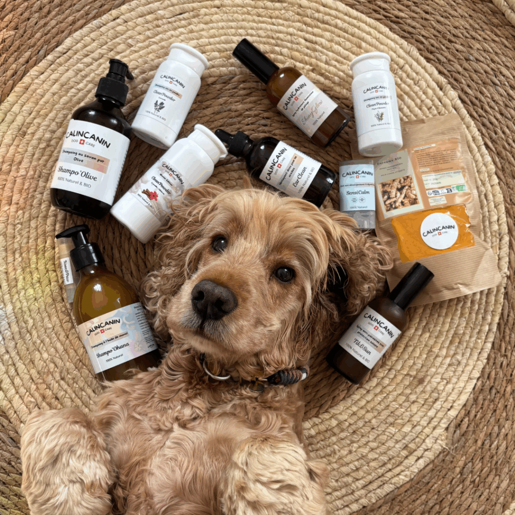 Photo vue du dessus d'un chien allongé sur le dos qui nous regarde avec autour de sa tête des produits de soin naturels et des compléments alimentaires de la marque CalinCanin